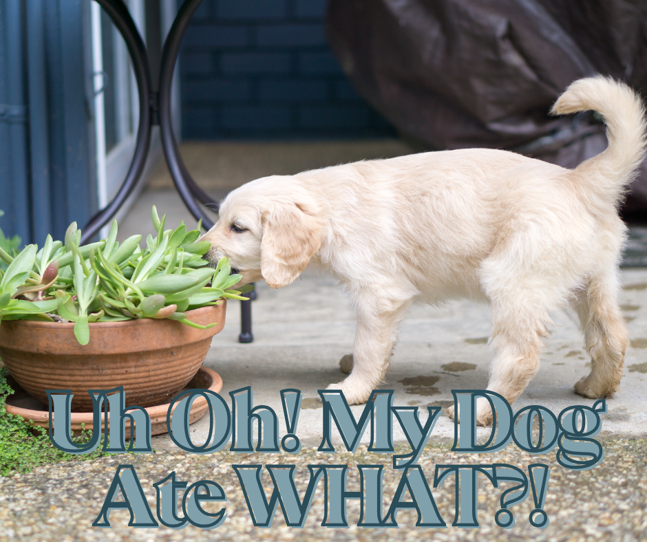 poisonous plants for dogs