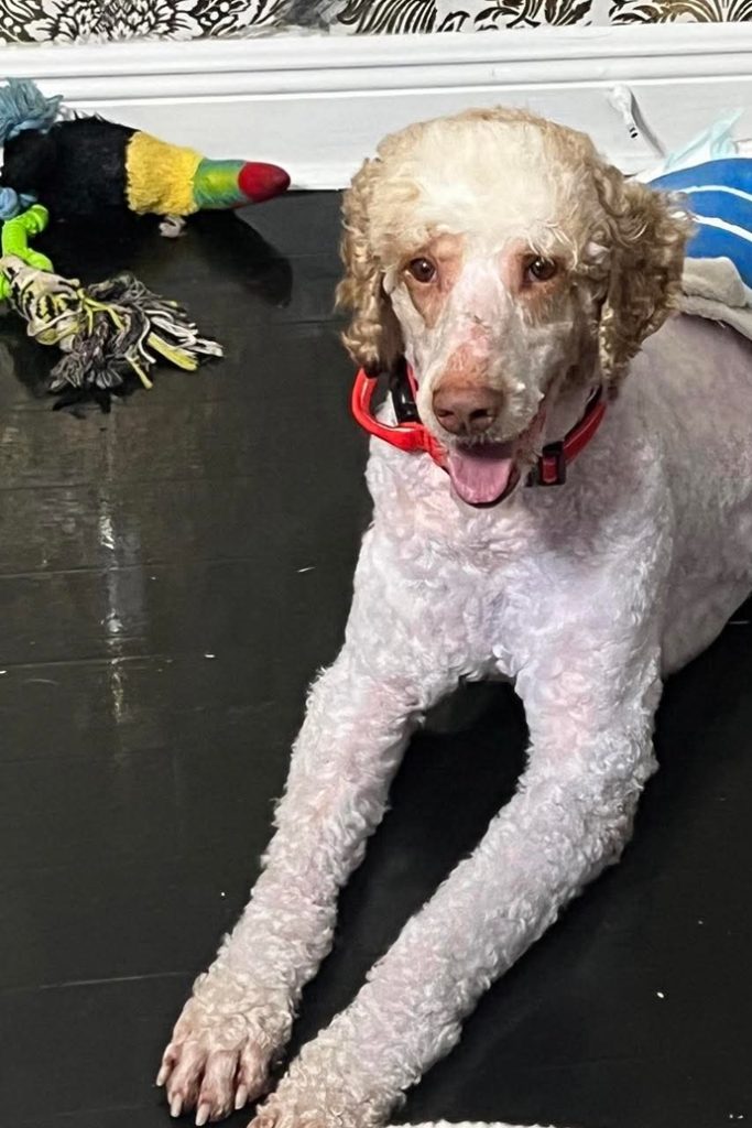 Dusty Standard Poodle