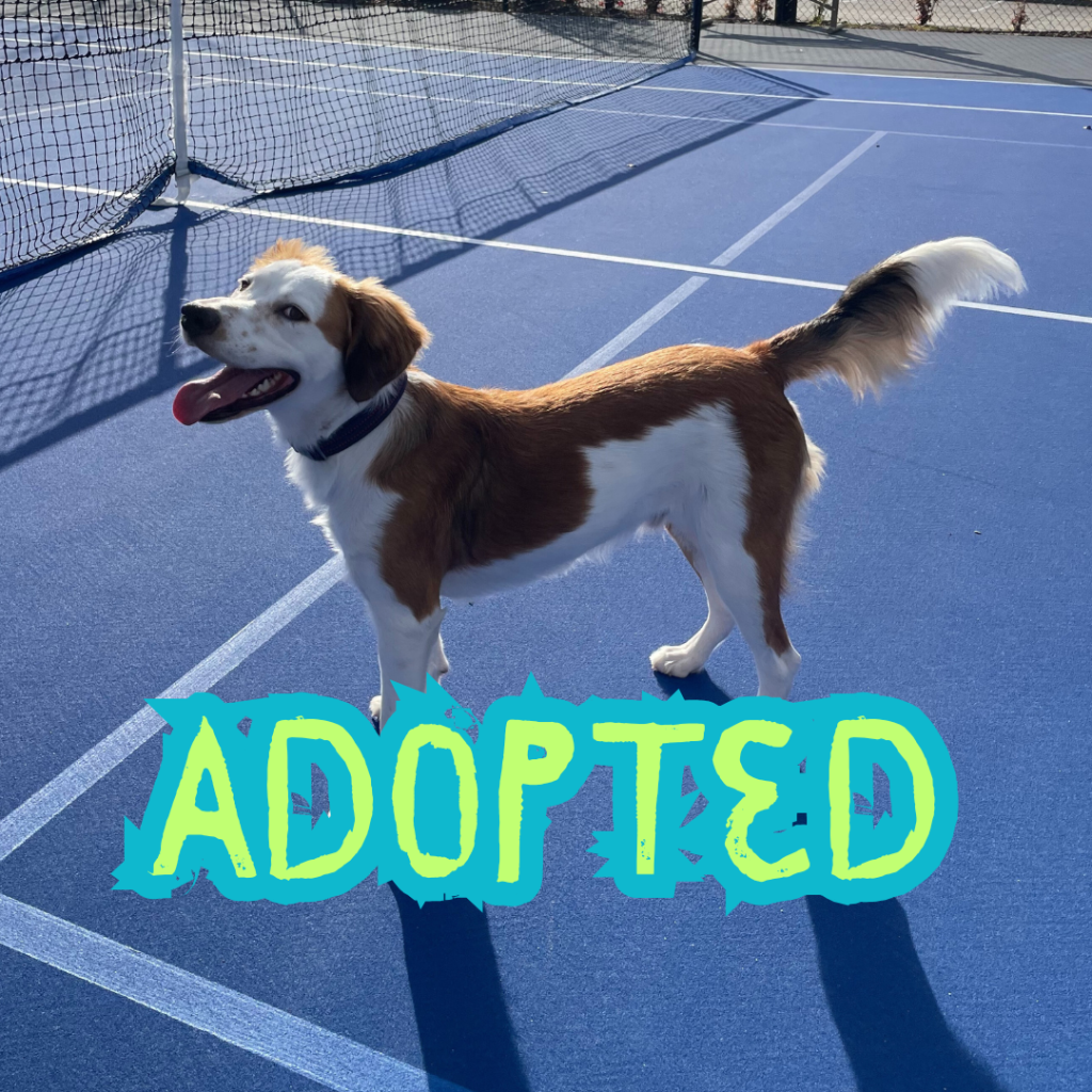 swainsboro ga dog adoption