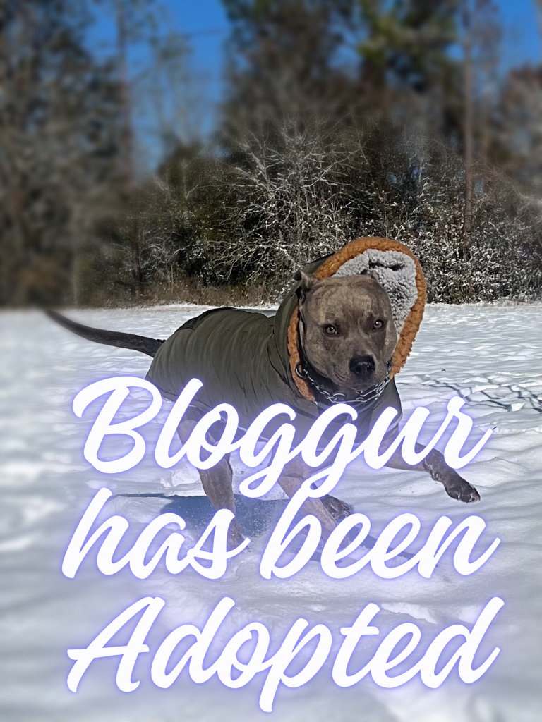 Bloggur has been adopted