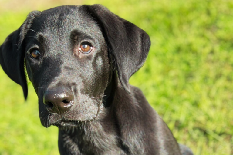 Black Lab Puppy Southeast Ga Dog Training