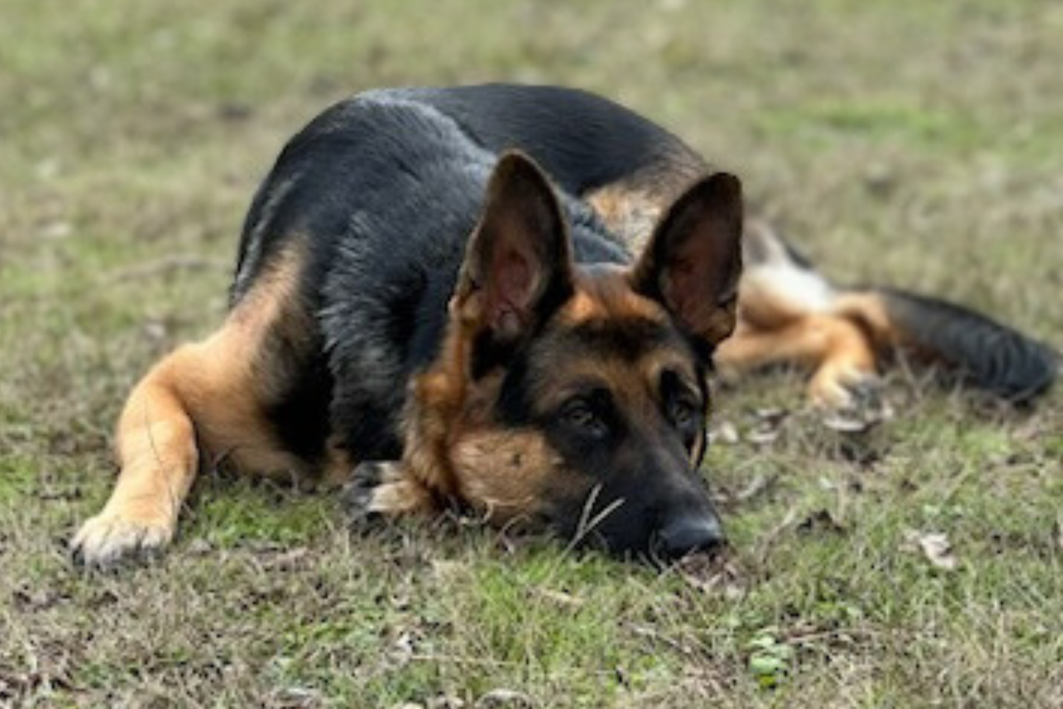 Simba 1 yr Old German Shepard