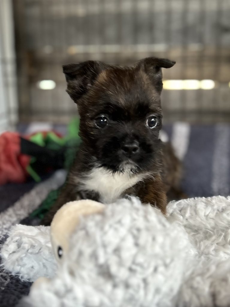 behavioral troubles in dogs vidalia ga