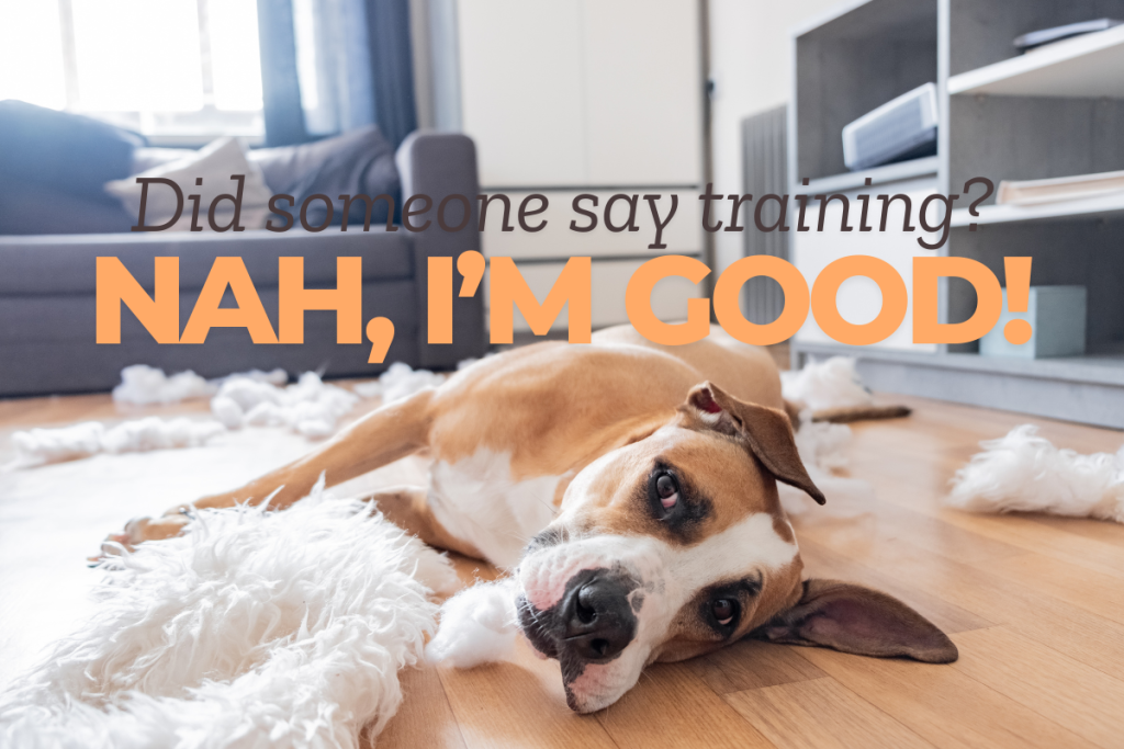 A funny, guilty-looking dog