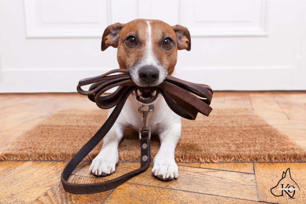 Adopt a dog