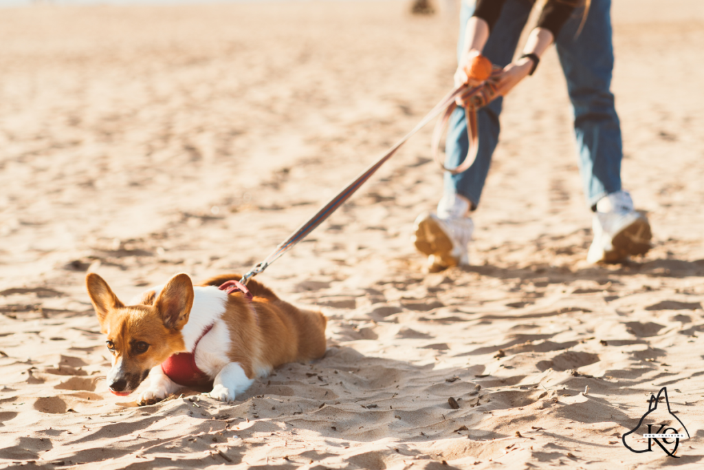 A dog sitting down and refusing to move while their owner holds a leash.
