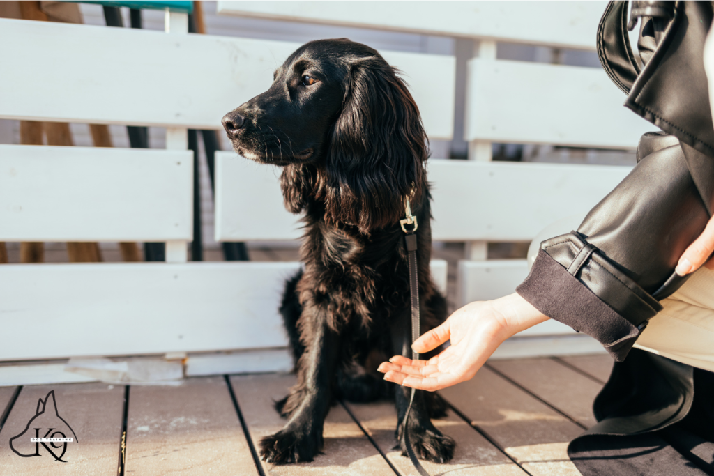 A dog ignoring their owner’s command while looking away playfully.