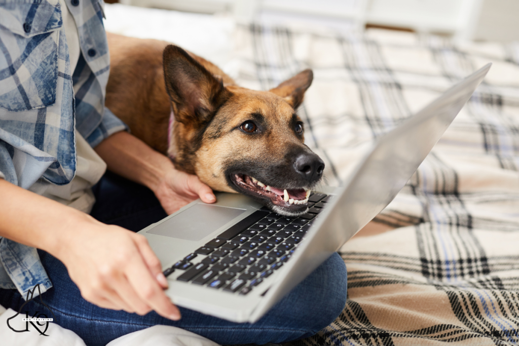dog watching laptop