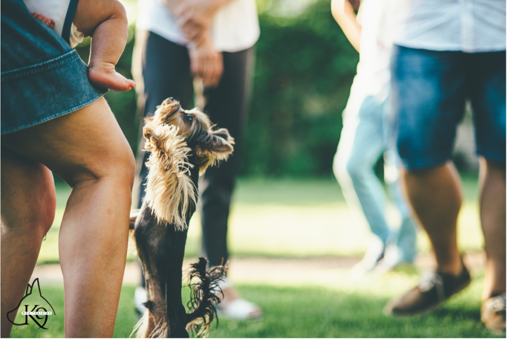 puppy jumping on human