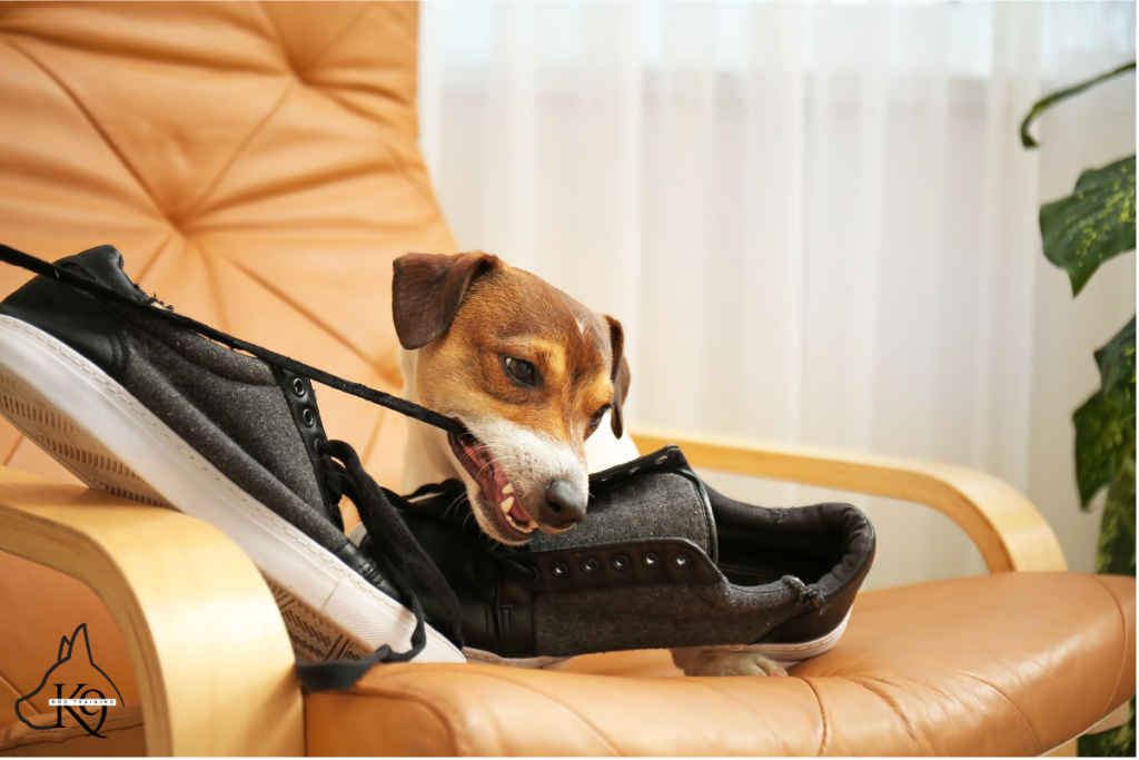 dog ruining shoes funny dog training excuses