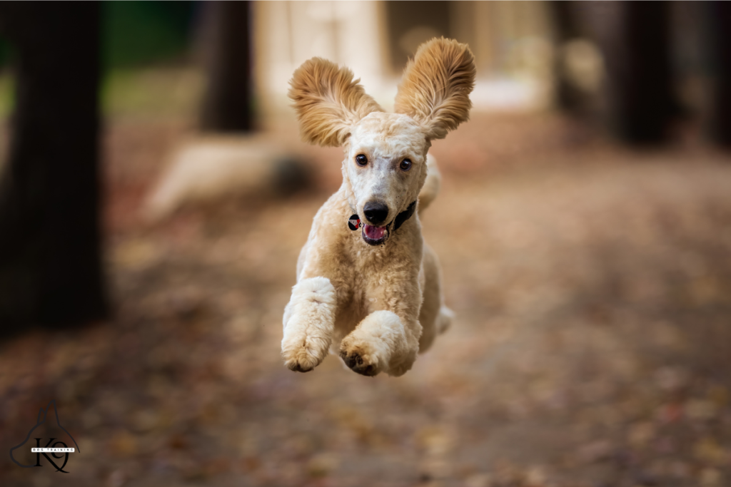 A dog running joyfully off-leash