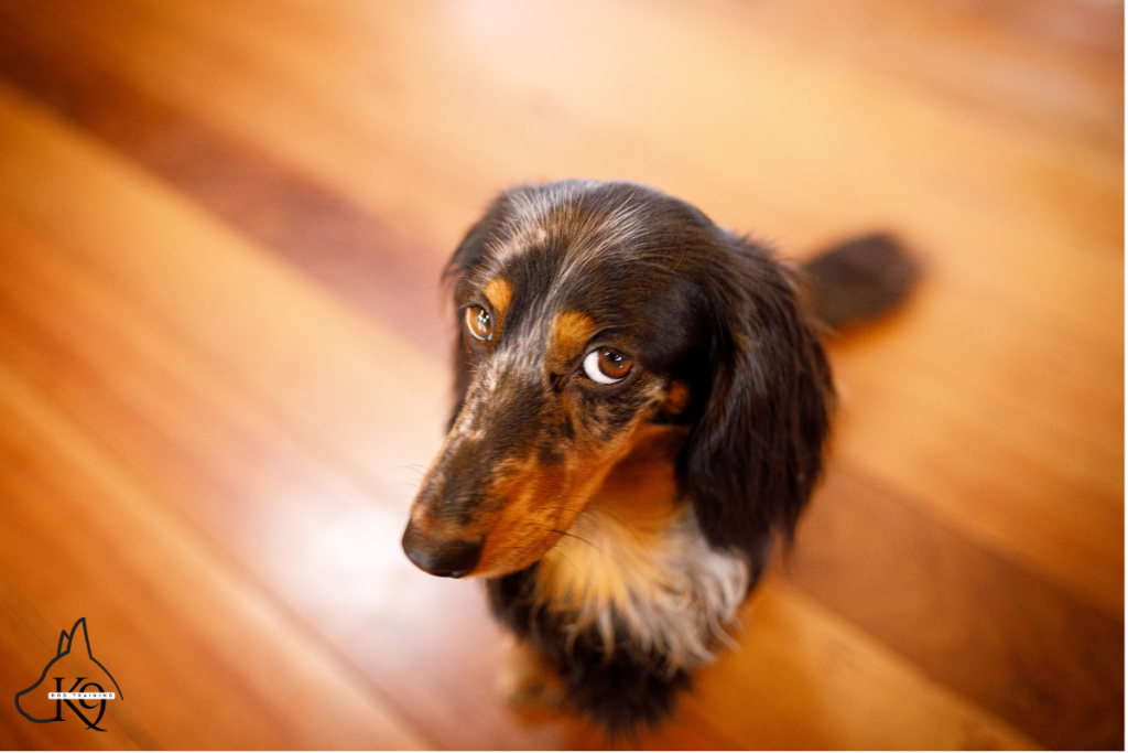 guilty-looking dog