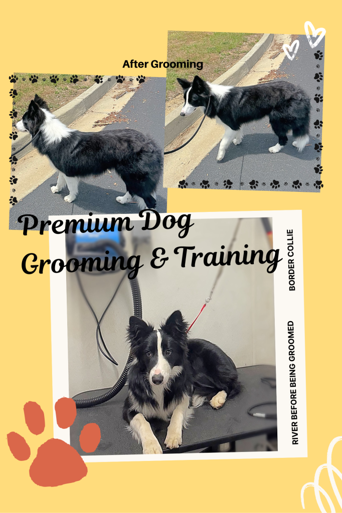 Dog Grooming & Training – Now Available in Swainsboro, GA