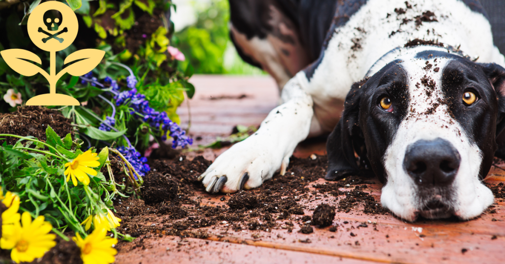 Toxic plants and trees to dogs