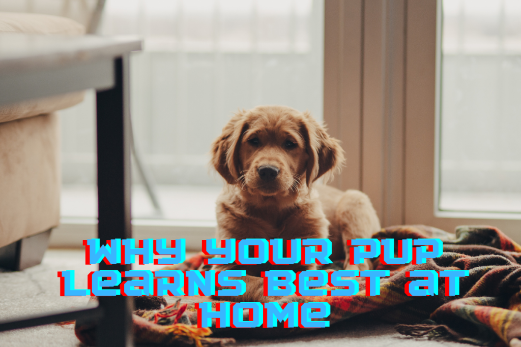 dog training swainsboro ga