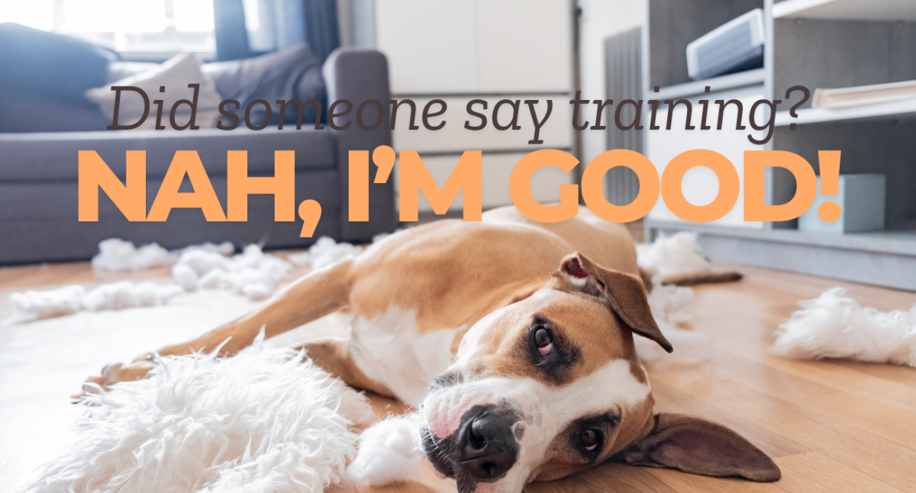 A funny, guilty-looking dog